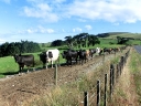 whangarei (62)